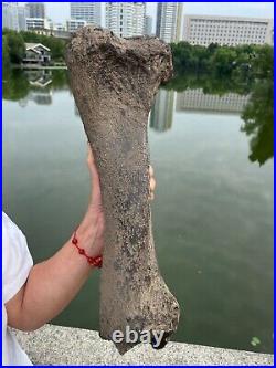 2840g huge Ice Age Large herbivorous mammal shank bone specimen Pleistocene