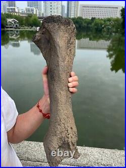 2840g huge Ice Age Large herbivorous mammal shank bone specimen Pleistocene