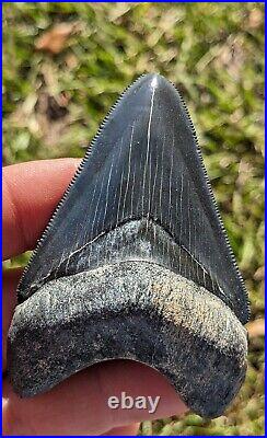 3.03 Bone Valley Megalodon Shark Tooth. #104