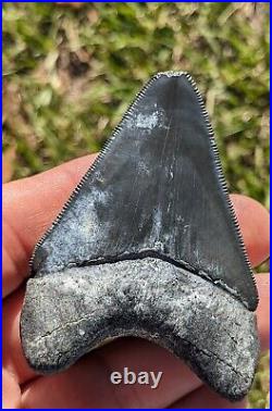 3.03 Bone Valley Megalodon Shark Tooth. #104