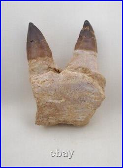 3.1 Inches Jaw's Mosasaurus Fossilized Teeth in Jaw Bone Morocco Cretaceous