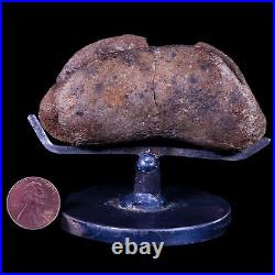 3.2 Edmontosaurus Fossil Toe Bone Lance Creek FM Cretaceous Dinosaur WY COA