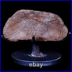 3.2 Edmontosaurus Fossil Toe Bone Lance Creek FM Cretaceous Dinosaur WY COA