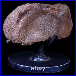 3.2 Edmontosaurus Fossil Toe Bone Lance Creek FM Cretaceous Dinosaur WY COA