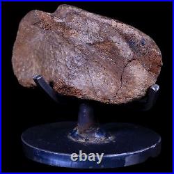 3.2 Edmontosaurus Fossil Toe Bone Lance Creek FM Cretaceous Dinosaur WY COA