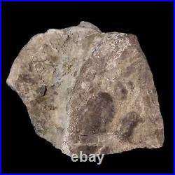 3.3 Maiasaura Hadrosaur Dinosaur Vertebrae Bone Fossil Two Medicine FM MT COA