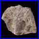 3.3 Maiasaura Hadrosaur Dinosaur Vertebrae Bone Fossil Two Medicine FM MT COA