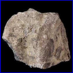 3.3 Maiasaura Hadrosaur Dinosaur Vertebrae Bone Fossil Two Medicine FM MT COA