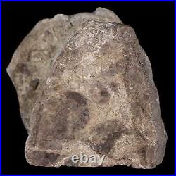 3.3 Maiasaura Hadrosaur Dinosaur Vertebrae Bone Fossil Two Medicine FM MT COA