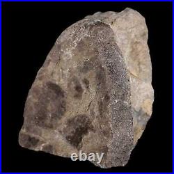 3.3 Maiasaura Hadrosaur Dinosaur Vertebrae Bone Fossil Two Medicine FM MT COA