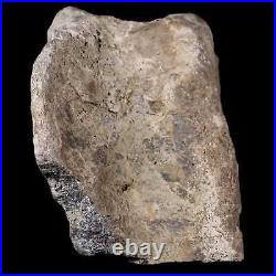 3.3 Maiasaura Hadrosaur Dinosaur Vertebrae Bone Fossil Two Medicine FM MT COA