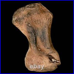 3.4 Toxochelys Sp Humerus Fossil Turtle Limb Bone Bite Marks Cretaceous Age