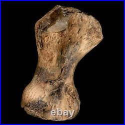 3.4 Toxochelys Sp Humerus Fossil Turtle Limb Bone Bite Marks Cretaceous Age