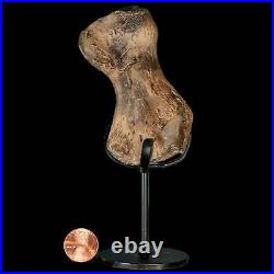 3.4 Toxochelys Sp Humerus Fossil Turtle Limb Bone Bite Marks Cretaceous Age