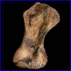 3.4 Toxochelys Sp Humerus Fossil Turtle Limb Bone Bite Marks Cretaceous Age