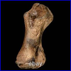 3.4 Toxochelys Sp Humerus Fossil Turtle Limb Bone Bite Marks Cretaceous Age