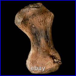 3.4 Toxochelys Sp Humerus Fossil Turtle Limb Bone Bite Marks Cretaceous Age