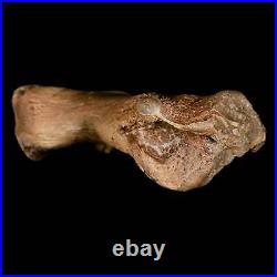 3.4 Toxochelys Sp Humerus Fossil Turtle Limb Bone Bite Marks Cretaceous Age