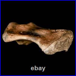 3.4 Toxochelys Sp Humerus Fossil Turtle Limb Bone Bite Marks Cretaceous Age