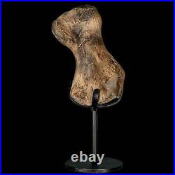 3.4 Toxochelys Sp Humerus Fossil Turtle Limb Bone Bite Marks Cretaceous Age