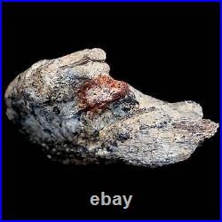 3.5 Edmontosaurus Fossil Jaw Maxilla Bone Lance Creek Cretaceous Dinosaur COA