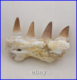 3.5 Inches Jaw's Mosasaurus Fossilized Teeth in Jaw Bone Morocco Cretaceous