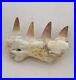 3.5 Inches Jaw's Mosasaurus Fossilized Teeth in Jaw Bone Morocco Cretaceous