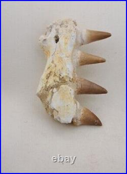 3.5 Inches Jaw's Mosasaurus Fossilized Teeth in Jaw Bone Morocco Cretaceous