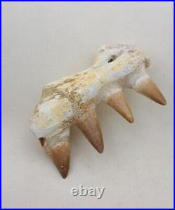 3.5 Inches Jaw's Mosasaurus Fossilized Teeth in Jaw Bone Morocco Cretaceous