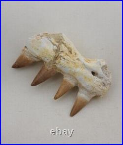 3.5 Inches Jaw's Mosasaurus Fossilized Teeth in Jaw Bone Morocco Cretaceous