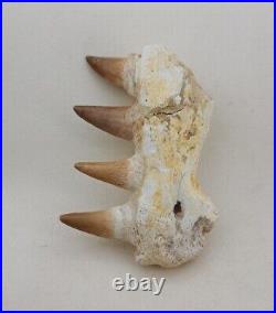 3.5 Inches Jaw's Mosasaurus Fossilized Teeth in Jaw Bone Morocco Cretaceous