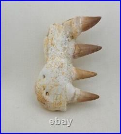 3.5 Inches Jaw's Mosasaurus Fossilized Teeth in Jaw Bone Morocco Cretaceous