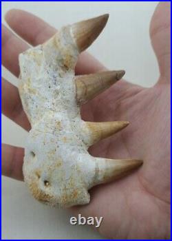 3.5 Inches Jaw's Mosasaurus Fossilized Teeth in Jaw Bone Morocco Cretaceous