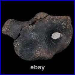 3.9 Hypacrosaurus Dinosaur Fossil Coracoid Bone Two Medicine FM Cretaceous MT