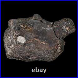 3.9 Hypacrosaurus Dinosaur Fossil Coracoid Bone Two Medicine FM Cretaceous MT