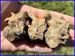 3 Associated Phytosaur Vertebrae Fossils New Mexico Triassic Dinosaur Bones