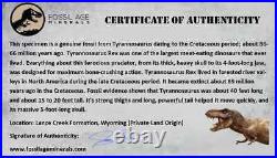 3 Tyrannosaurus Rex Fossil Limb Bone Dinosaur Lance Creek FM Wyoming COA