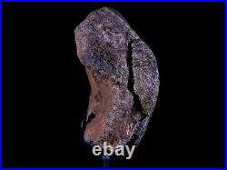 4.1 Edmontosaurus Dinosaur Fossil Bone Hell Creek Montana COA Metal Stand