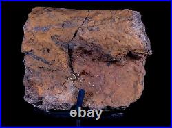 4.1 Edmontosaurus Dinosaur Fossil Bone Hell Creek Montana COA Metal Stand