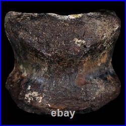 4.1 Torosaurus Fossil Vertebrae Bone Lance Creek FM Cretaceous Dinosaur WY COA