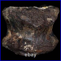 4.1 Torosaurus Fossil Vertebrae Bone Lance Creek FM Cretaceous Dinosaur WY COA