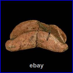 4.3 Edmontosaurus Fossil Toe Bone Lance Creek FM Cretaceous Dinosaur WY COA