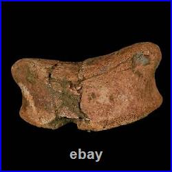 4.3 Edmontosaurus Fossil Toe Bone Lance Creek FM Cretaceous Dinosaur WY COA