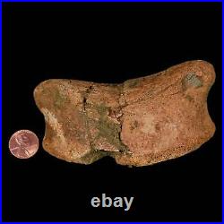 4.3 Edmontosaurus Fossil Toe Bone Lance Creek FM Cretaceous Dinosaur WY COA