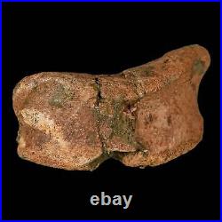 4.3 Edmontosaurus Fossil Toe Bone Lance Creek FM Cretaceous Dinosaur WY COA