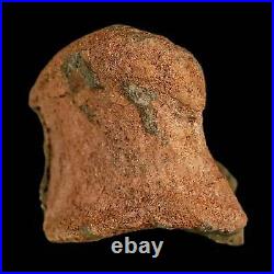 4.3 Edmontosaurus Fossil Toe Bone Lance Creek FM Cretaceous Dinosaur WY COA