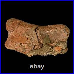 4.3 Edmontosaurus Fossil Toe Bone Lance Creek FM Cretaceous Dinosaur WY COA