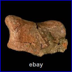 4.3 Edmontosaurus Fossil Toe Bone Lance Creek FM Cretaceous Dinosaur WY COA