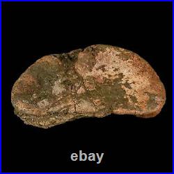 4.3 Edmontosaurus Fossil Toe Bone Lance Creek FM Cretaceous Dinosaur WY COA