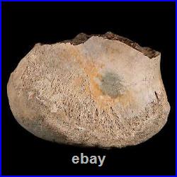 4.3 Maiasaura Hadrosaur Dinosaur Tibia End Bone Fossil Two Medicine FM MT COA